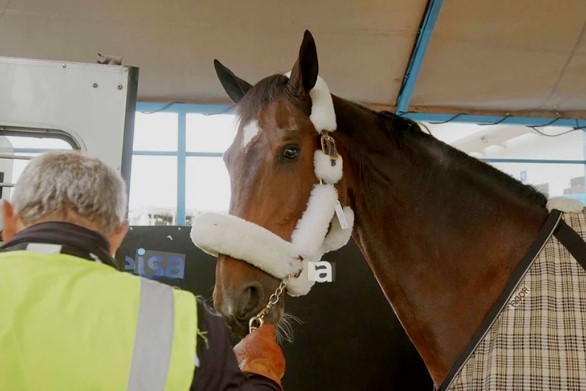 Más de 40 caballos fueron trasladados a Europa en un vuelo chárter exclusivo | Actualidad