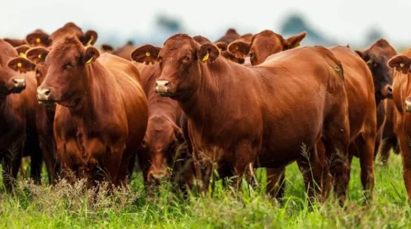 El stock ganadero no frena su caída: el rodeo nacional perdió 700.000 cabezas durante 2025 | Economía