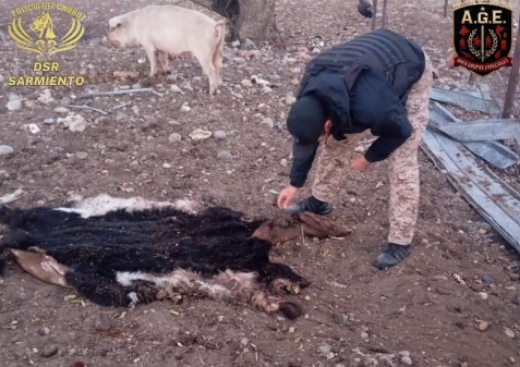 Vendían animales faenados y confesaron que tiraron carne al río para ocultar las pruebas | Actualidad