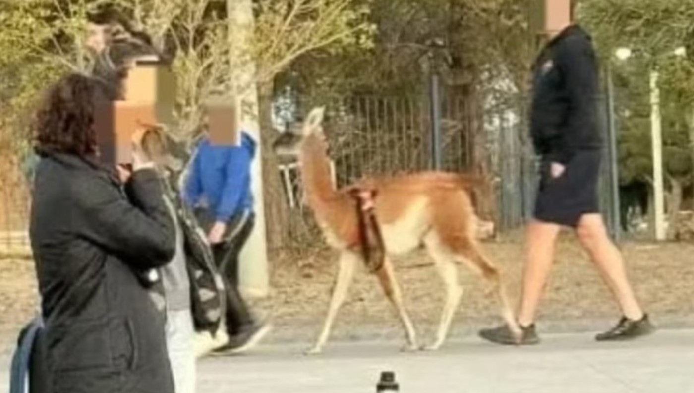 Paseaba un guanaco por Rada Tilly y fue denunciado por maltrato animal | Actualidad