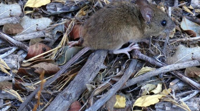 Alerta en Bariloche: un hombre contrajo hantavirus y aislaron a su familia | Actualidad
