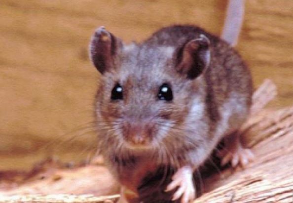 El paciente internado con hantavirus en Bariloche tiene la cepa Andes | Actualidad