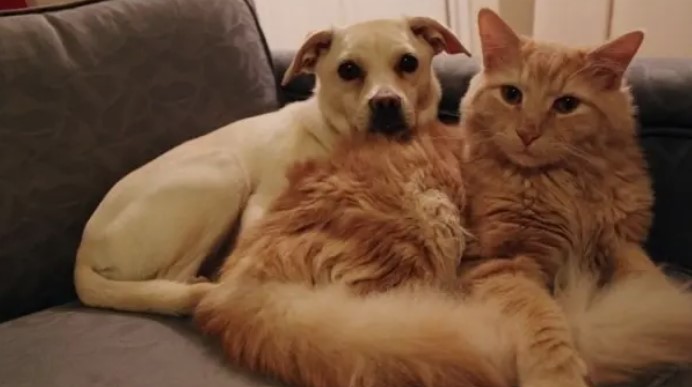 Millones de "mascotas de la pandemia" llegan a la mediana edad: consejos para mejorar su esperanza de vida saludable | Actualidad