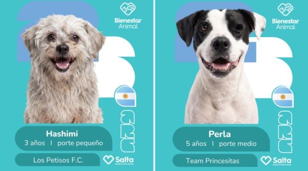 La tierna campaña mundialista para la adopción de perros que es furor en Salta | Actualidad