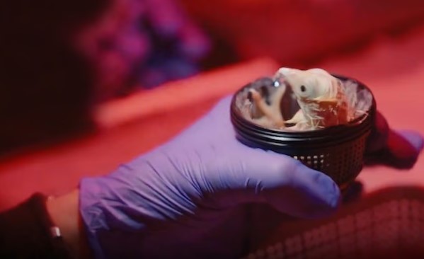 Nacieron los primeros pollitos de huevos artificiales impresos en 3D: cómo hicieron | Internacionales