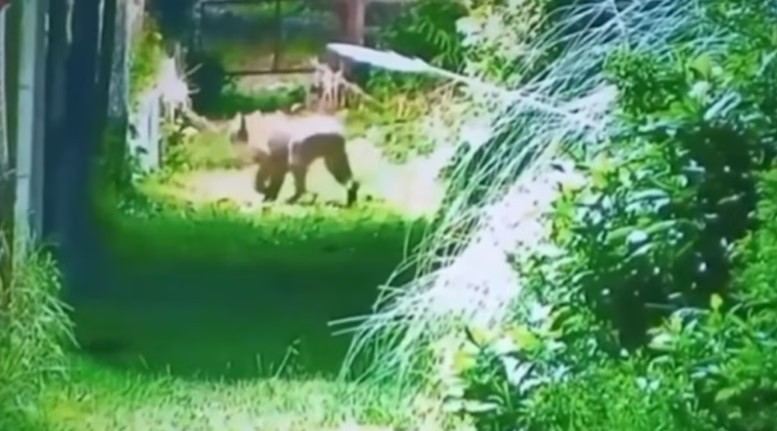 Alarma en Escobar por la aparición de un puma en un barrio privado | Actualidad