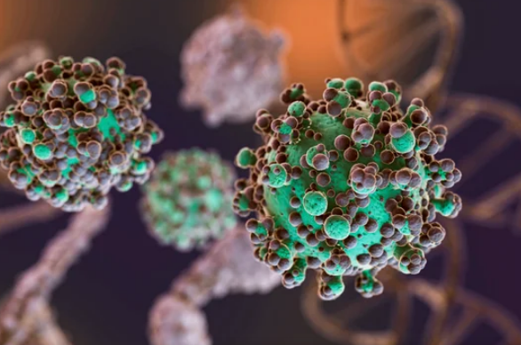 Hantavirus: se notificaron nuevos casos y la totalidad de los mismos asciende a 47 | Actualidad