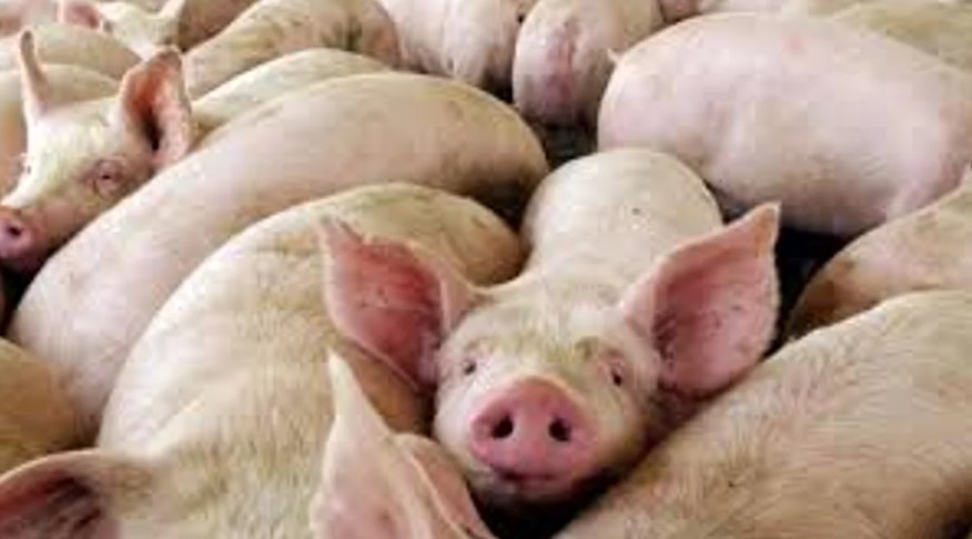 Confirmaron un caso de triquinosis y alertan sobre el consumo de cerdo sin control sanitario | Actualidad