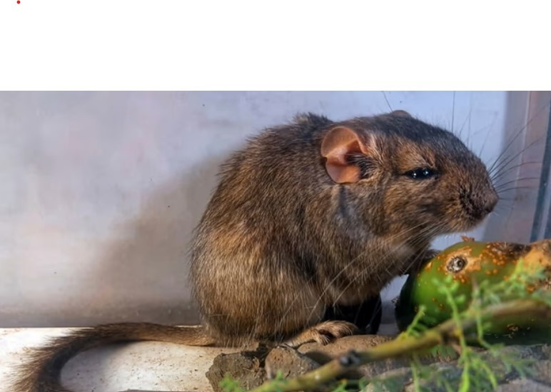 Córdoba: científicos argentinos descubren un mamífero desconocido para la ciencia | Actualidad