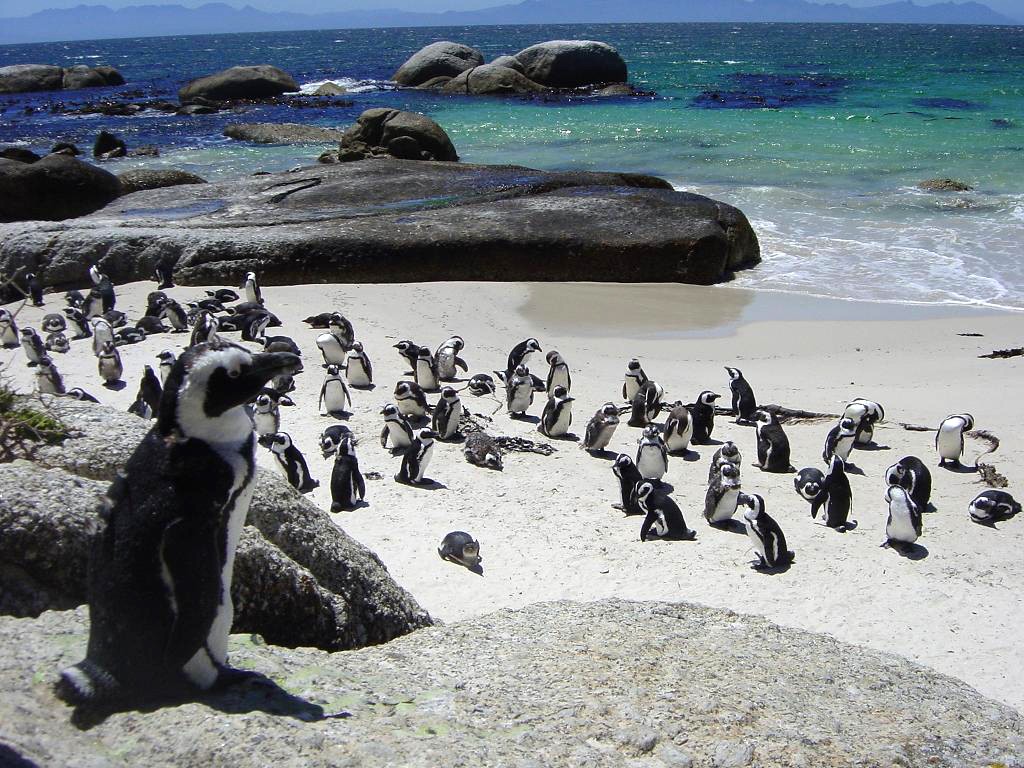 Descubren que los pingüinos africanos pueden "ver" los sonidos | Clima, naturaleza y medio ambiente