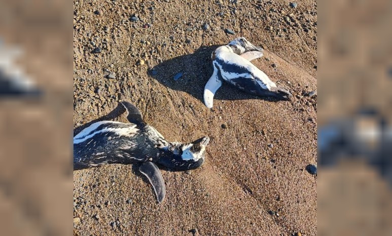 Alarma en Chubut y Santa Cruz por la aparición de pingüinos muertos | Clima, naturaleza y medio ambiente