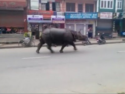 Un rinoceronte por la calle mató a una mujer y dejó varios heridos en Nepal | Curiosidades