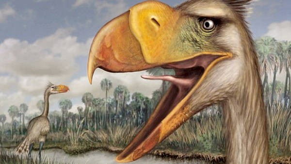 Mar del Plata: hallaron restos de un "ave del terror" prehistórica | Actualidad