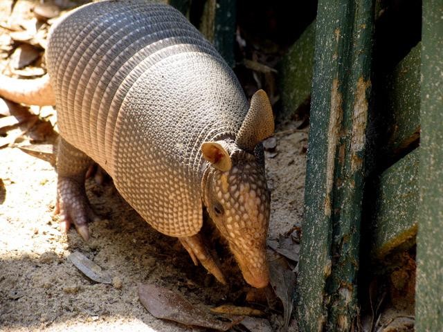 Le disparó a un armadillo pero la bala rebotó en su suegra | Curiosidades