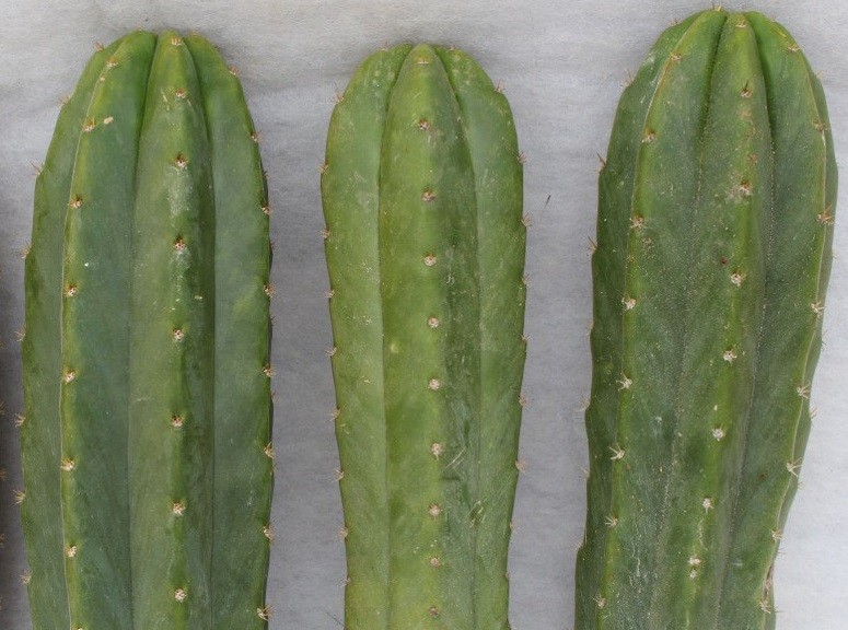 Jujuy: secuestraron en un ómnibus "cactus San Pedro", alucinógeno prohibido en Argentina | Actualidad