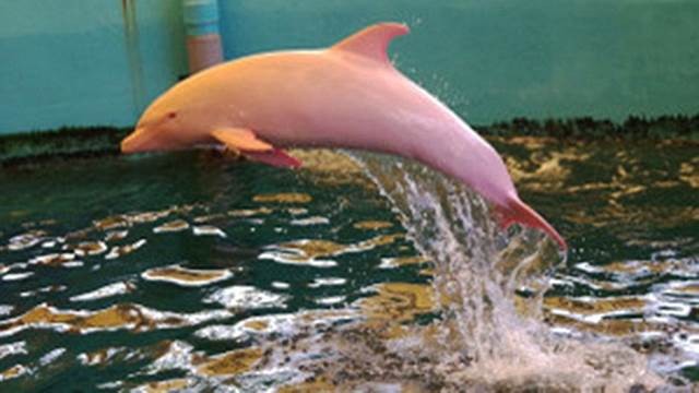 Aseguran que un delfín se vuelve rosa cuando se enoja o se entristece | Curiosidades