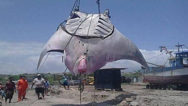 Pescaron una mantarraya gigante en Perú: mide 8 metros y pesa 1.000 kilos | Curiosidades