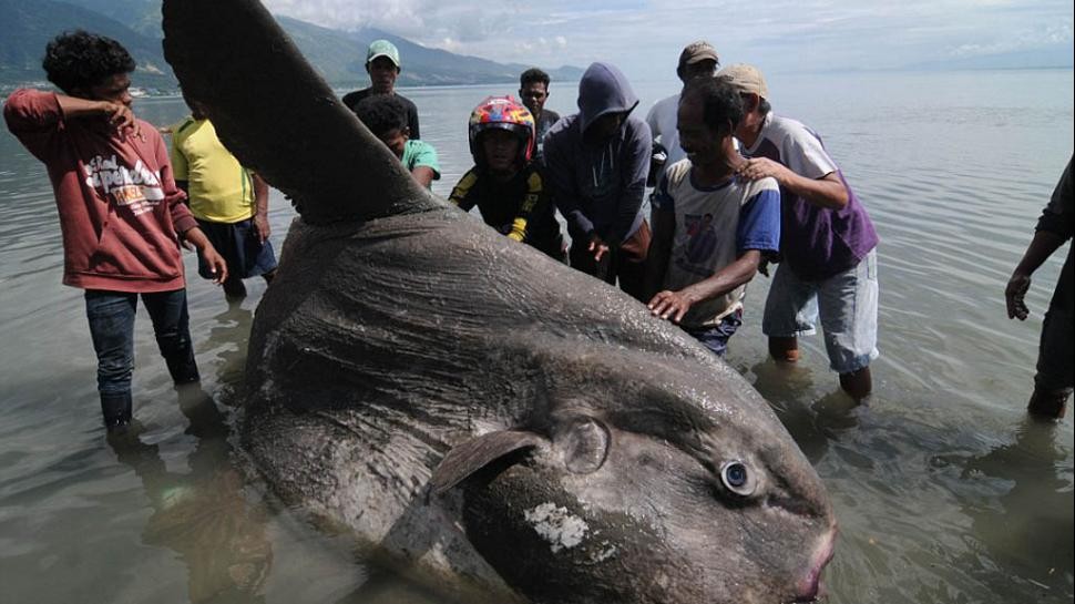 El extraño y monstruoso pez que hallaron en las playas de Indonesia | Curiosidades