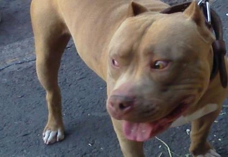 Perra pitbull defendió a su dueño y atacó a un ladrón a mordiscones | Actualidad