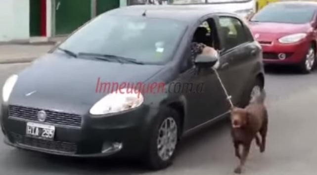 Graban el momento en que una mujer pasea al perro desde el auto | Actualidad