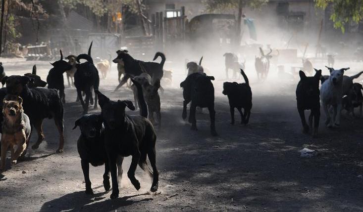 Perros salvajes atacaron a un niño de 9 años en Mendoza | Actualidad