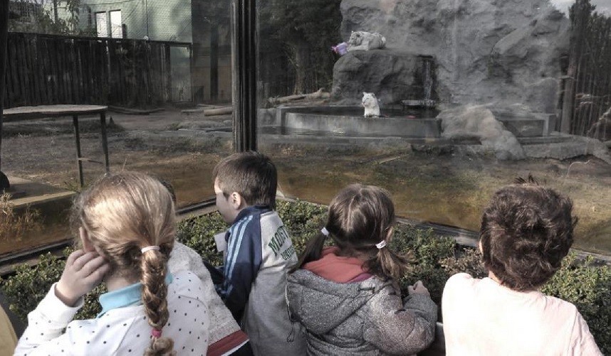 Despidieron en el zoológico porteño a los tigres de Bengala blancos nacidos en cautiverio | Actualidad