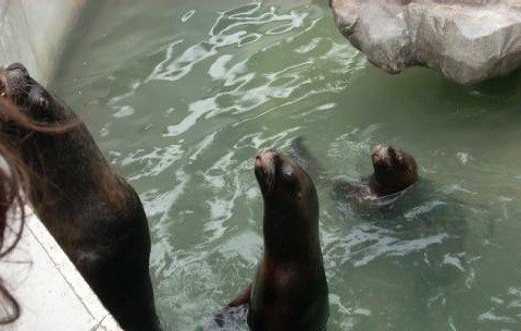 Murieron dos lobos marinos en el Zoo porteño y denuncian negligencias | Actualidad