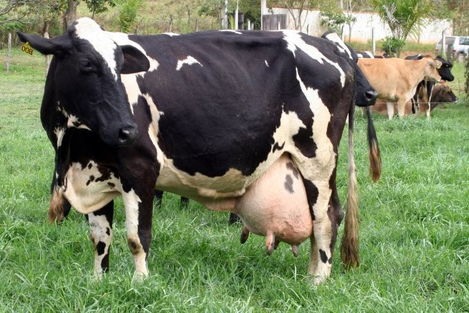 Un policía fue mordido por una vaca en La Rioja | Actualidad