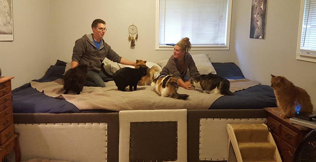 Una pareja construyó una cama gigante para dormir con sus 5 gatos y 2 perros | Curiosidades