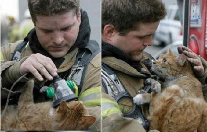 Los cinco rescates más curiosos realizados por bomberos | Curiosidades