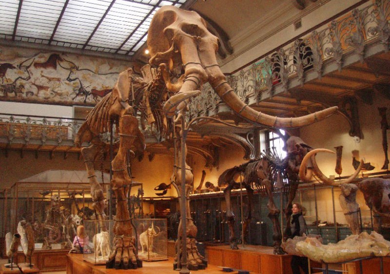 Insertan ADN de mamut en células de elefante | Actualidad