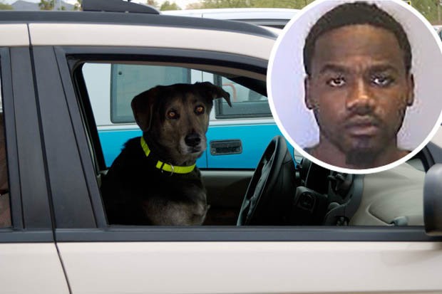 La excusa de un conductor borracho: "Mi perro estaba manejando" | Curiosidades