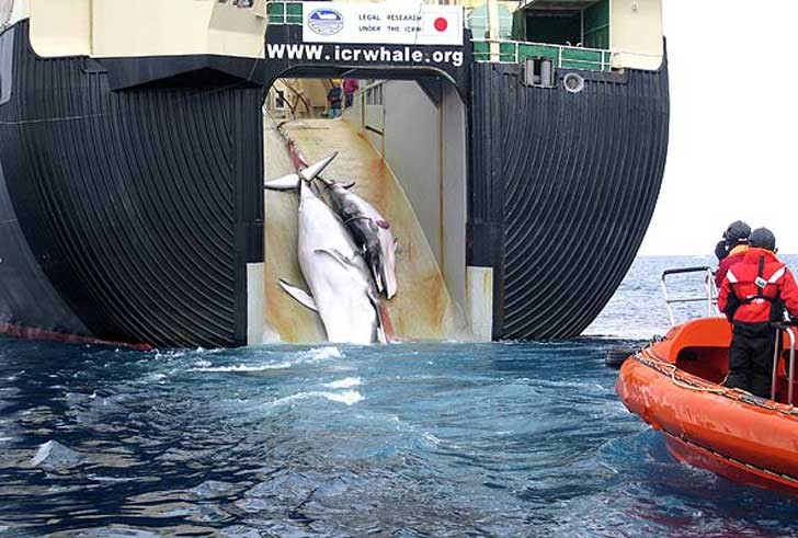 Japón seguirá cazando ballenas en la Antártida a pesar de la prohibición de la ONU | Internacionales