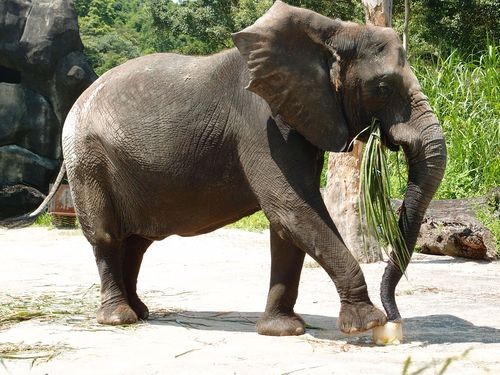 Indemnizan a una mujer que recibió un piedrazo de un elefante en un zoológico | Curiosidades