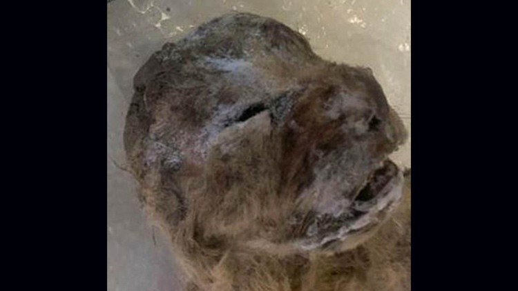 Fotos y video: hallaron leones cavernarios de hace 10.000 años | Internacionales