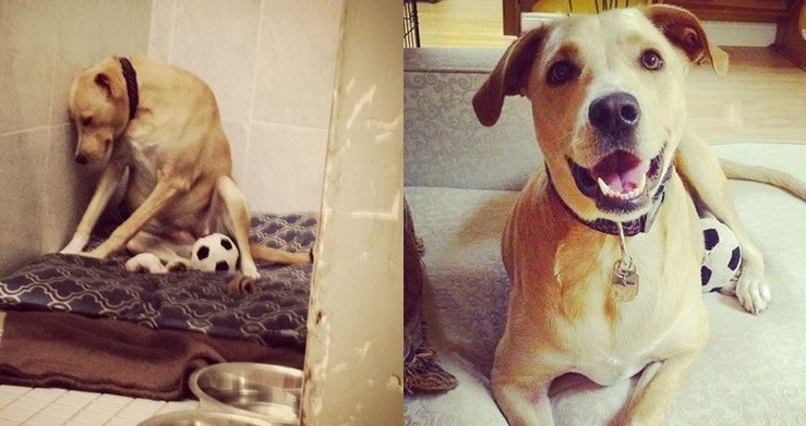 “El perro más triste del mundo” tuvo su final feliz | Curiosidades