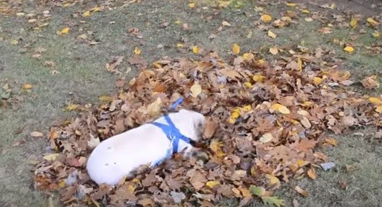 #EsViral: la emoción de un cerdito ante la llegada del otoño | Curiosidades