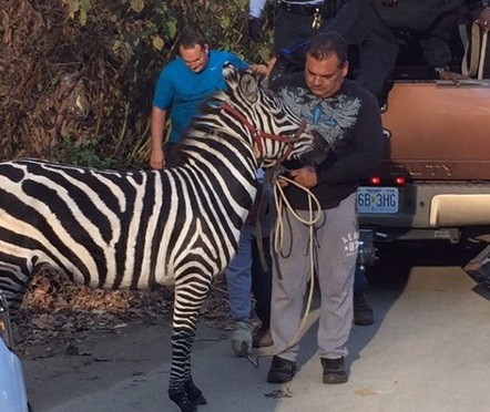 Dos cebras se escaparon de un circo de Filadelfia | Internacionales