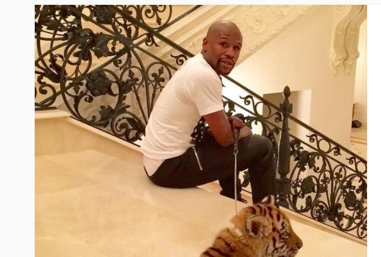La feroz mascota que le regalaron a Mayweather | Deportes