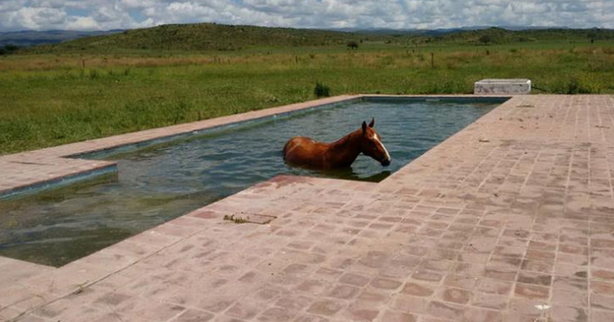 El chapuzón de un caballo que no soportó el calor en Córdoba | Curiosidades