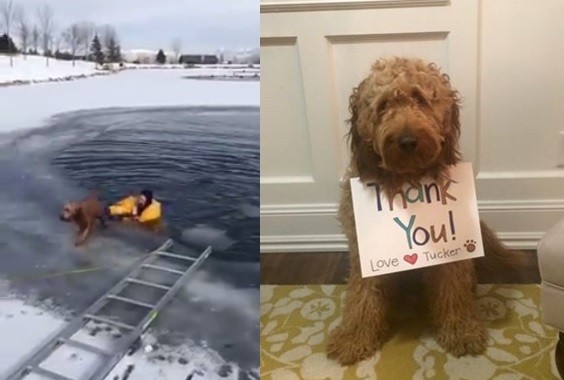 El agradecimiento de un perro a los bomberos que lo rescataron de un lago congelado | Internacionales