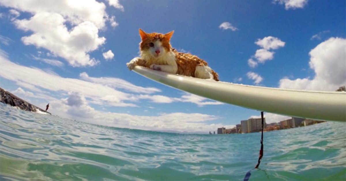 Kuli, el gato de un solo ojo que no le tiene miedo al agua | Curiosidades