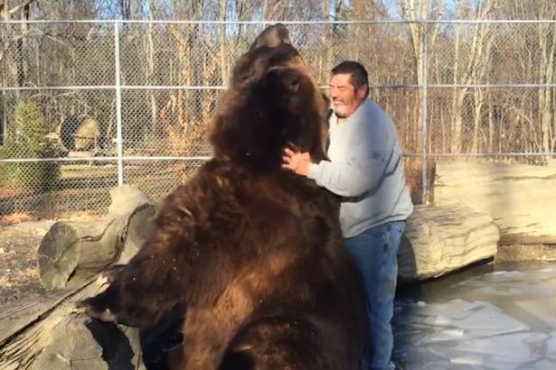 Video viral: la increíble amistad entre un hombre y un oso | Curiosidades