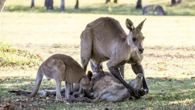 Australia: el fotógrafo que sorprendió a una familia de canguros en una situación dolorosa | Curiosidades