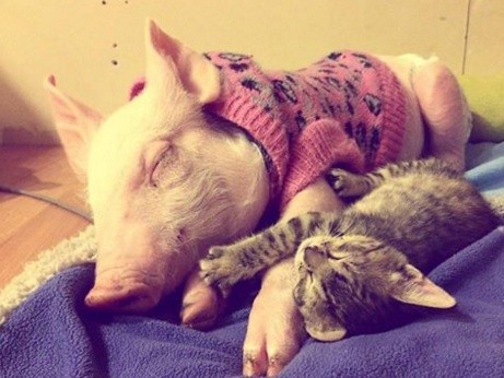 La amistad entre Laura y Marina, una chanchita y una gatita que conmueven a todos | Curiosidades