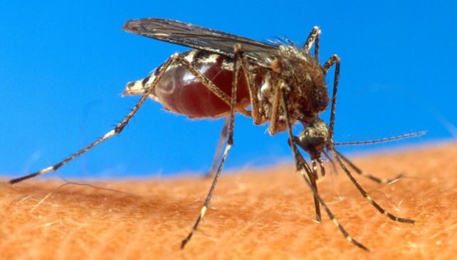 Confirman el primer caso de zika en la provincia de Buenos Aires | Actualidad