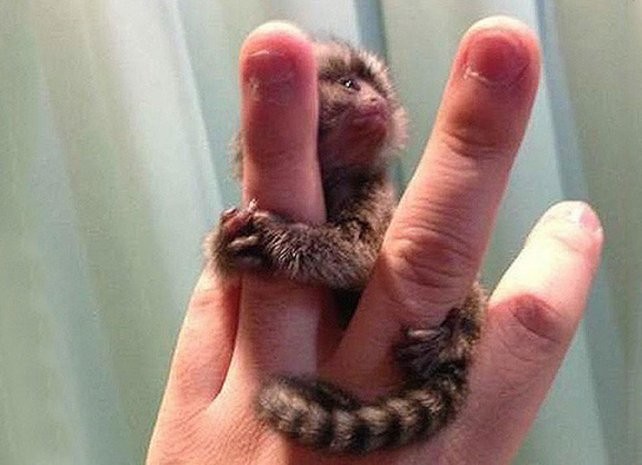 El mono tití pigmeo chino que es viral | Redes