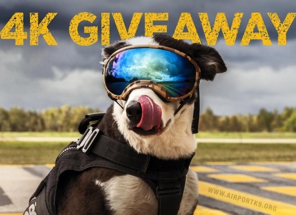 #EsViral Piper, el perro amado que trabaja como controlador de fauna en un aeropuerto | Redes