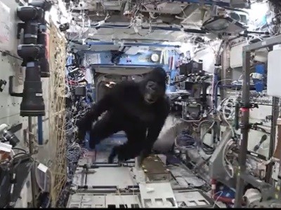 El video de la NASA de un mono en el espacio | Curiosidades
