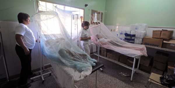 El Gobierno dijo que el dengue "llegó para quedarse" | Actualidad